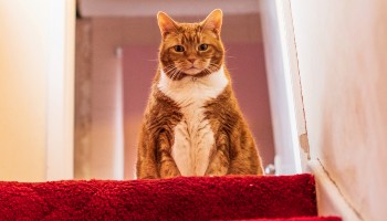 overweight cat sat on red carpet