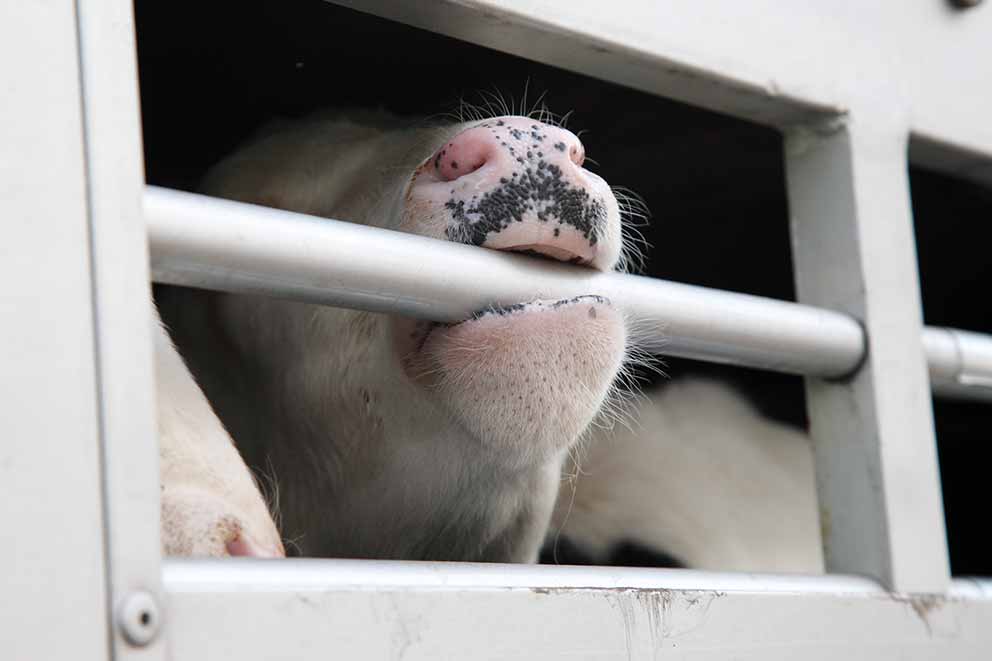 A cow biting down on the bars of a live transport vehicle a campaign that RSPCA helped to stop.